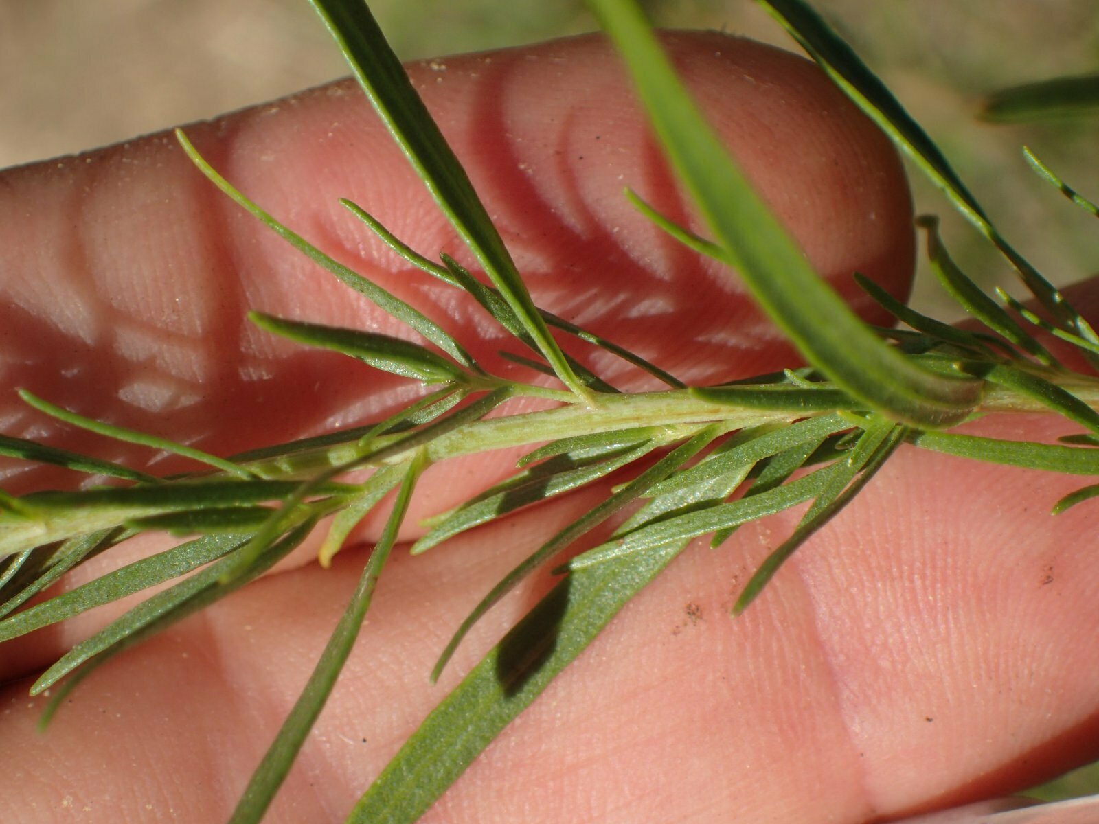 High Resolution Artemisia dracunculus Leaf